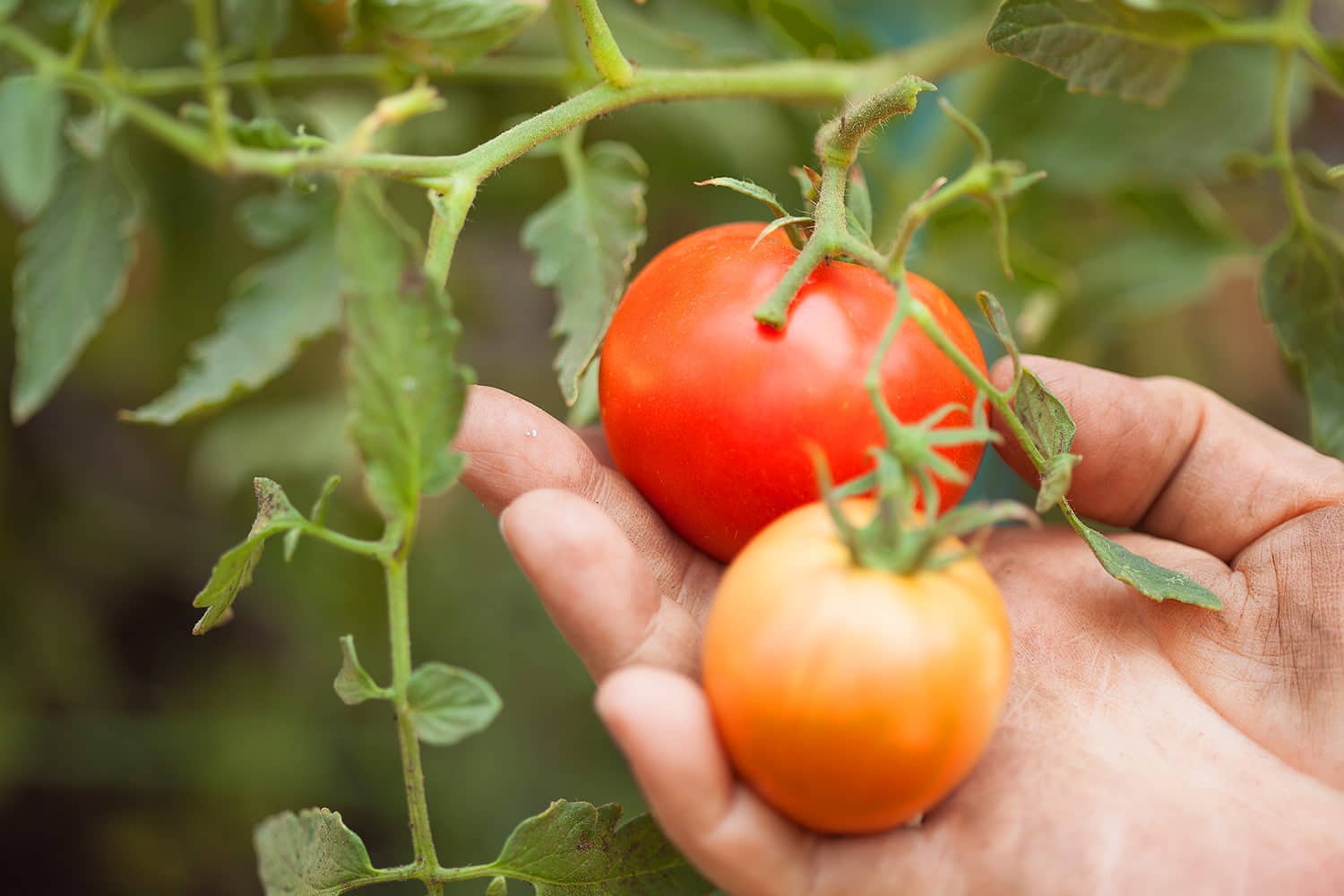 Cómo cultivar tomates en un invernadero