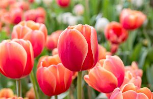 Tulipanes para decorar un jardín