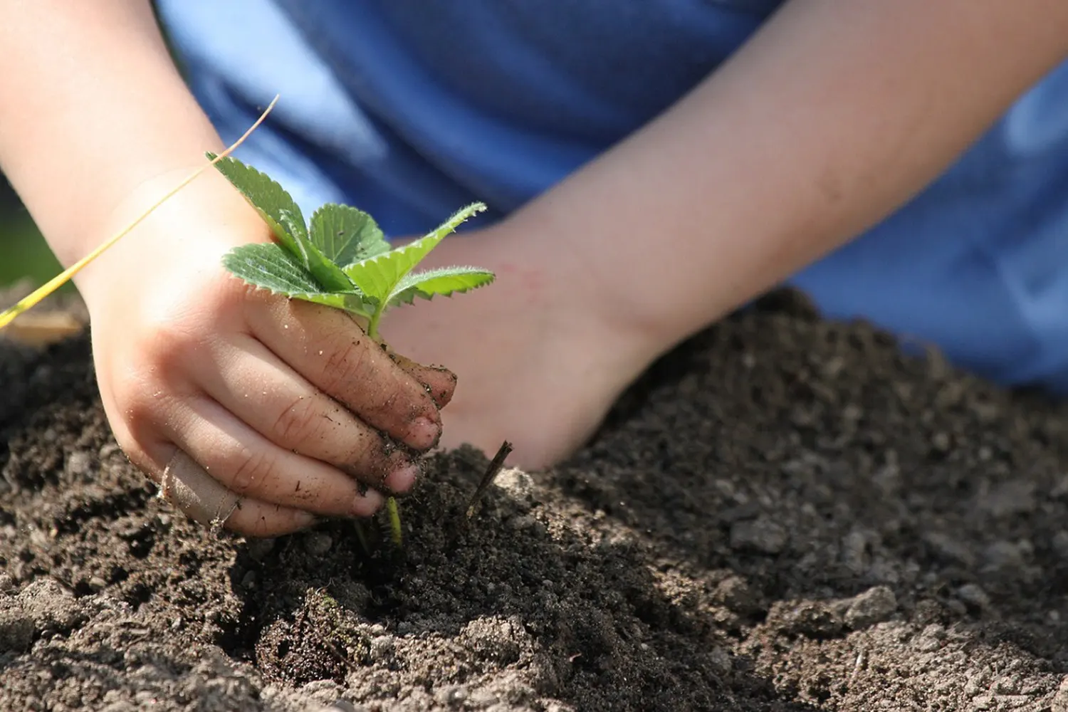 Noviembre: ¿Qué podemos plantar en nuestro jardín?